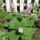 Nyareleji_viragok_005_1176371_1081_t