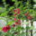 Nyareleji_viragok_048_1176364_5164_t