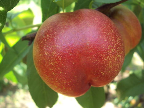 kertünkből 2011
