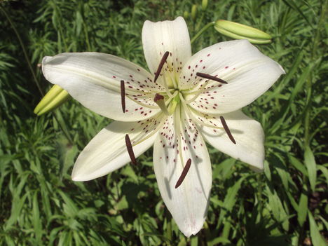 kertünkből 2011