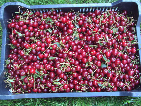 kertünkből 2011