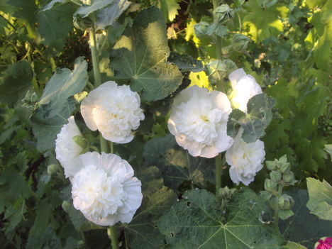kertünkből 2011
