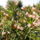 Rozsaszin_leander-001_1177190_9477_t