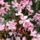Rozsaszin_leander-002_1177184_2122_t