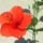 Vacratoti_apro_piros_1177415_2082_t