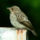37_szurke_legykapo_050724_1178472_1457_t