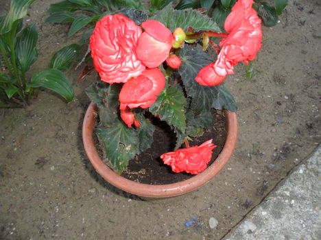 Begónia