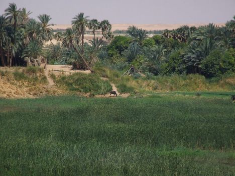 Életkép a Nílus partján