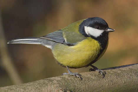 Parus_major_male