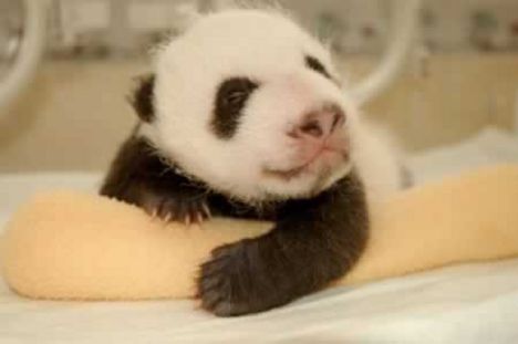 a világ legtündéribb pandakölyke!