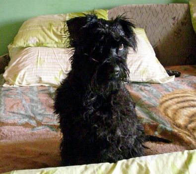Barbi 