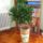 Dracena_1170851_7860_t