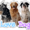 i_love_dogs