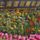 Kina1_1107912_6334_t