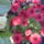 Krizanten-001_1017845_3891_t