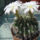 Longiflora_117309_23608_t