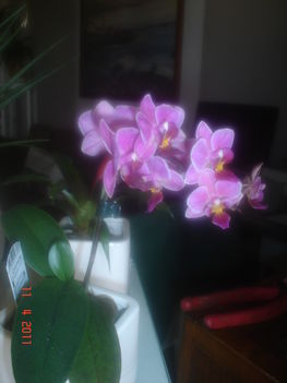 orchidea 4