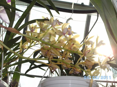 Orchideák 008