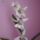 Orhidea_1017879_5033_t