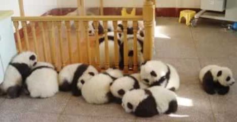 panda bölcsi
