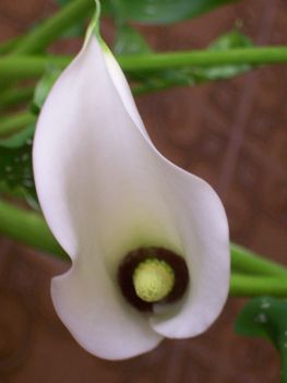 Pöttyös levelű kála virágja felülnézetből