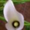 Pöttyös levelű kála virágja felülnézetből