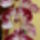 Uj_1107375_3705_t