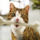Vicces_3-001_1107519_4547_t