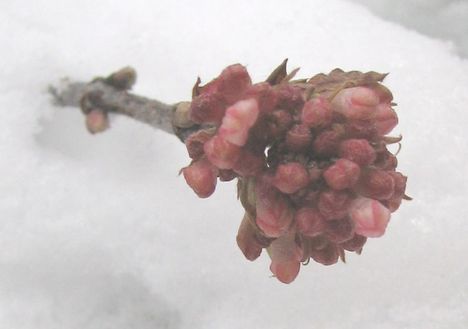 Virág a hóban - BANGITA, CHARLES LAMONT