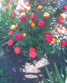 Kép016 a rózsáim.2011.05 12