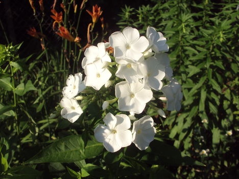 kertünkből 2011