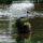 Bujtosi_to_dankasiralyok_1182656_7905_t
