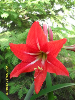 Hippeastrum x johnsonii