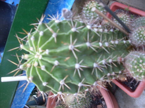 kaktusz bimbóval