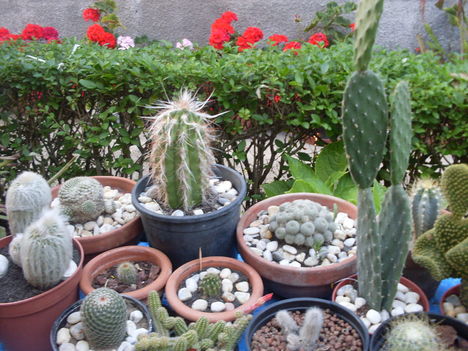 kaktuszok2