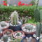 kaktuszok2