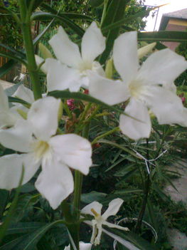 Leander virágaim 2