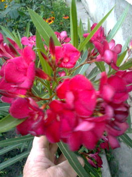 Leander virágaim 7