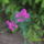 Nem_tudom_mi_a_neve_magatol_kerult_a_kertembe_1182955_2399_t