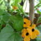 Szárnyas feketeszem egyre több virágot hoz