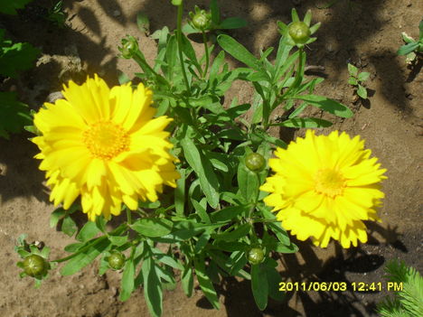 Szépecske (Coreopsis)