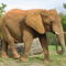 300px-Afrikanischer_Elefant,_Miami