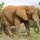 300pxafrikanischer_elefant_miami_1183652_8160_t