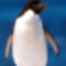 antarktis_pingvin