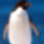 Antarktis_pingvin_1183638_7369_t