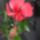 Cooperii_1183603_7947_t