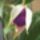 Fukszia_nyiloban_1183727_1919_t