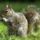 Imagescaxuj7f5_1183649_1577_t