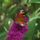 Lepkek_1_1183743_9373_t