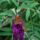 Lepkek_6_1183748_1852_t